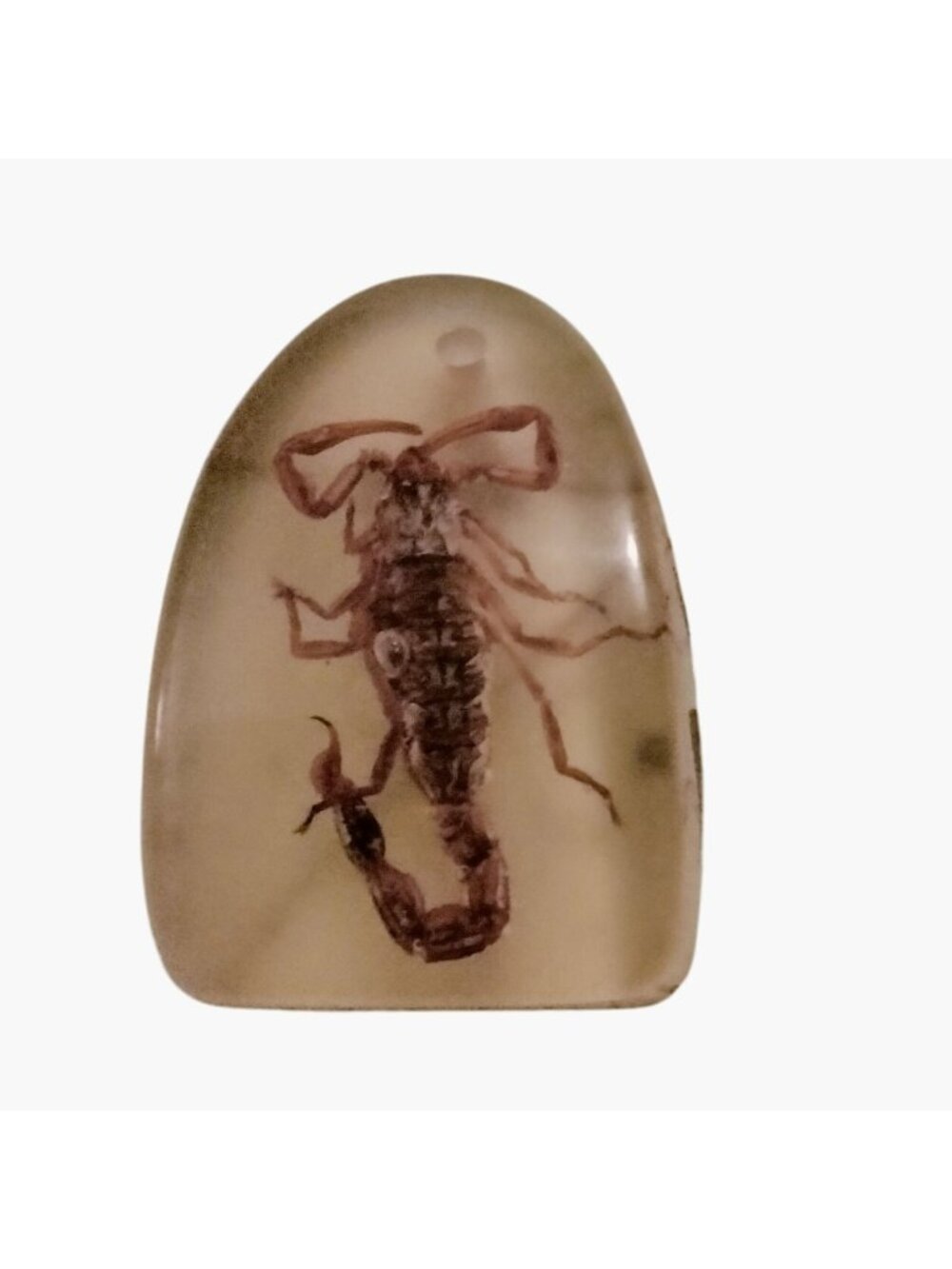 Real Scorpion Resin Pendant Charm Goth Cottagegore